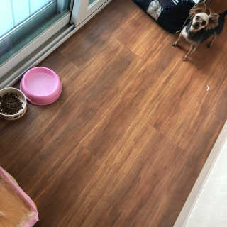 펫토리아 한장뚝딱 NEW 프리미엄 국내산 배변패드 — 5점을 준 리뷰어가 2019년 5월 올린 사용 사진
