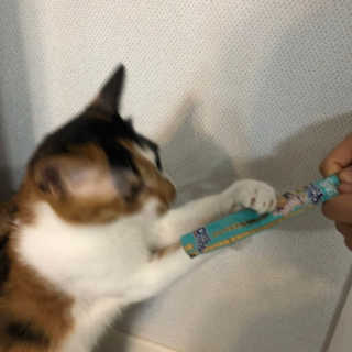 펫토리아 짜먹는 토로토로 고양이 파우치 간식 — 5점을 준 리뷰어가 2019년 6월 올린 사용 사진