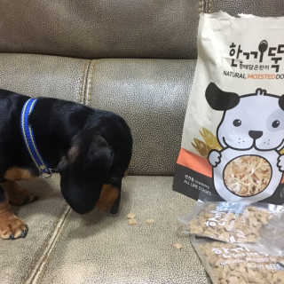 [펫토리아] 맛도 영양도 BEST 한끼뚝딱 강아지 사료 — 4.5점을 준 리뷰어가 2019년 4월 올린 사용 사진