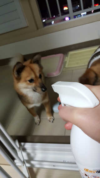 람스마미님이 올린 리뷰 사진 2