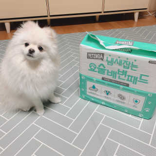 페츠모아 냄새잡는 요술배변패드 — 4.5점을 준 리뷰어가 2020년 3월 올린 사용 사진