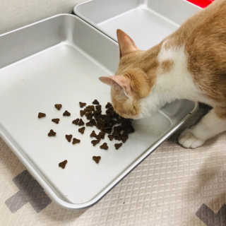 [펫토리아] 퍼스트메이트 고양이 사료 — 4.5점을 준 리뷰어가 2019년 3월 올린 사용 사진