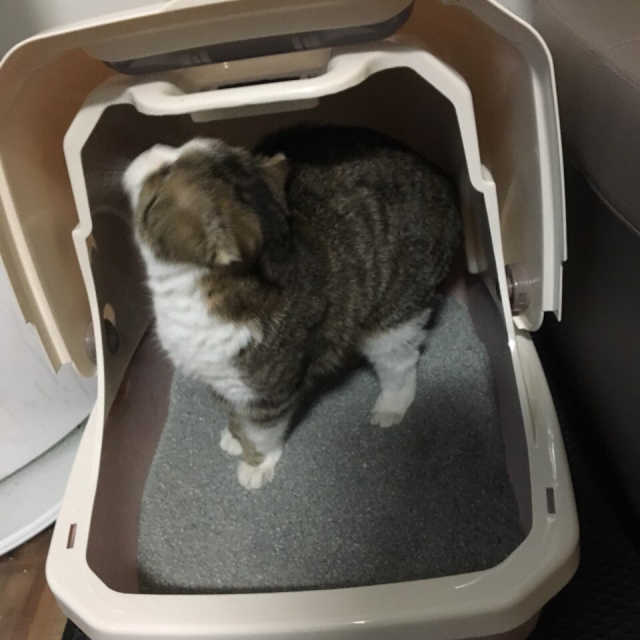[펫토리아] BEST 한큐뚝딱 고양이 후드형 화장실 리뷰 사진