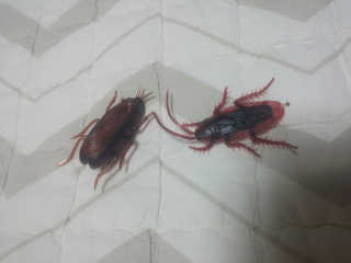 스투피드 (STUPID) 기어가는바퀴벌레 + 리얼바퀴벌레 — 3.5점을 준 리뷰어가 2017년 4월 올린 사용 사진