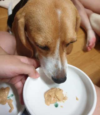 [펫토리아]짜먹는 한입뚝딱 강아지.고양이 마약간식 — 5점을 준 리뷰어가 2019년 8월 올린 사용 사진