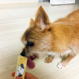 [펫토리아] 강아지,고양이겸용 짜먹는 한입뚝딱 — 5점을 준 리뷰어가 2019년 1월 올린 사용 사진