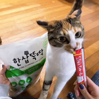 [펫토리아] BEST 고양이두부모래 6L 한삽뚝딱 — 4.5점을 준 리뷰어가 2019년 1월 올린 사용 사진