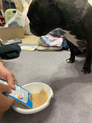 [펫토리아] 토로토로 하치  강아지 파우치간식 — 5점을 준 리뷰어가 2019년 6월 올린 사용 사진