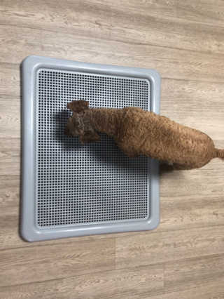 [펫토리아] 한판뚝딱 강아지 배변판 실속형,초대형 — 4점을 준 리뷰어가 2019년 6월 올린 사용 사진