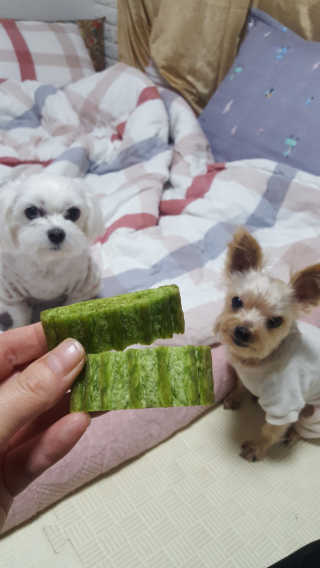 홍차어뭉님이 올린 리뷰 사진 1