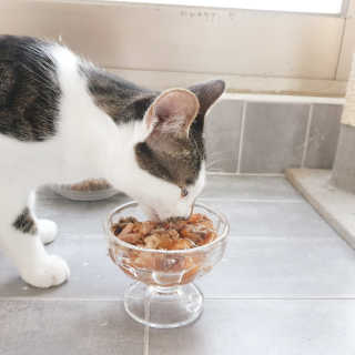 [펫토리아]토로토로 고양이 주식캔 — 5점을 준 리뷰어가 2019년 8월 올린 사용 사진