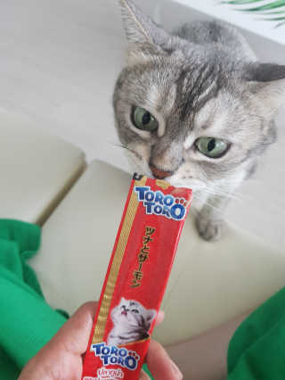 펫토리아 짜먹는 토로토로 고양이 파우치 간식 — 5점을 준 리뷰어가 2019년 6월 올린 사용 사진