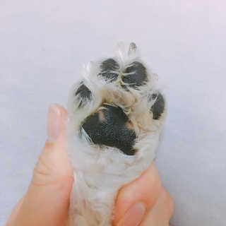더블리스풀독 샤이니 포우 버터 0.15oz [천연 발바닥 보호제] — 4.5점을 준 리뷰어가 2018년 7월 올린 사용 사진