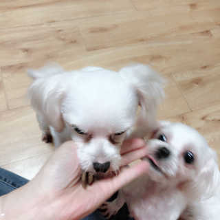 뚱빈공쥬님이 올린 리뷰 사진 2