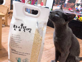 [펫토리아]한삽뚝딱 프리미엄 고양이 두부모래 — 3점을 준 리뷰어가 2019년 8월 올린 사용 사진