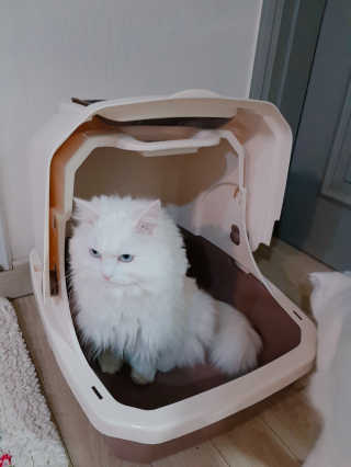 [펫토리아] BEST 한큐뚝딱 고양이 후드형 화장실 — 5점을 준 리뷰어가 2019년 1월 올린 사용 사진