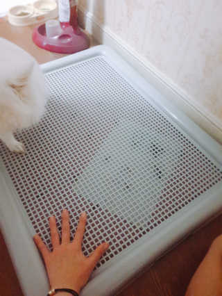[펫토리아] 한판뚝딱 강아지 배변판 실속형,초대형 — 5점을 준 리뷰어가 2019년 6월 올린 사용 사진