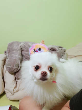 꼬냥꼬냥님이 올린 리뷰 사진 1