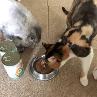 [펫토리아]배피 고양이,빌리강아지 대용량주식캔 — 5점을 준 리뷰어가 2019년 7월 올린 사용 사진