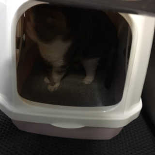 [펫토리아] BEST 한큐뚝딱 고양이 후드형 화장실 — 5점을 준 리뷰어가 2019년 1월 올린 사용 사진