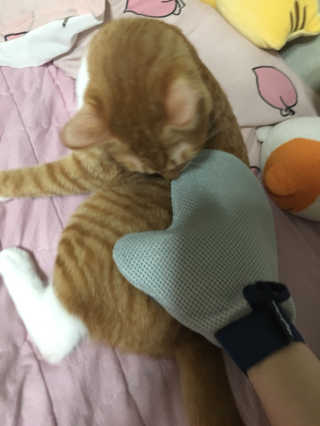 Four paws 리뉴얼 포포즈 매직코트 털 제거 브러쉬 — 3점을 준 리뷰어가 2018년 8월 올린 사용 사진