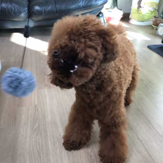 댕댕언니님이 올린 리뷰 사진 4