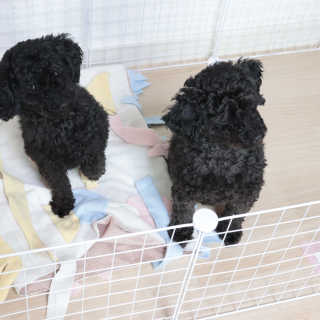 [펫토리아] BEST 한칸뚝딱 강아지 울타리12P — 5점을 준 리뷰어가 2019년 3월 올린 사용 사진