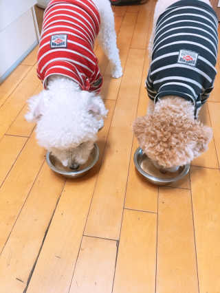 닥터할리펫밀크 8종 — 5점을 준 리뷰어가 2019년 1월 올린 사용 사진