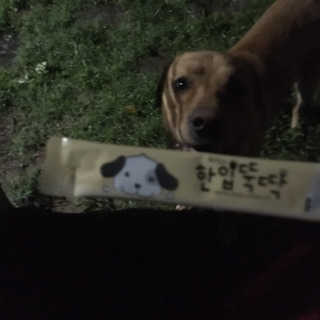 [펫토리아]짜먹는 한입뚝딱 강아지.고양이 마약간식 — 3점을 준 리뷰어가 2019년 8월 올린 사용 사진