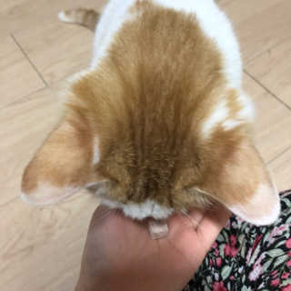 펫츠플레이트 동결건조간식 기호성 테스트 8종 — 5점을 준 리뷰어가 2018년 5월 올린 사용 사진