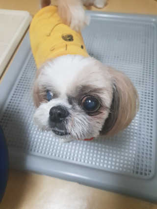 [펫토리아] 한판뚝딱 강아지 배변판 실속형,초대형 — 5점을 준 리뷰어가 2019년 4월 올린 사용 사진