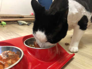 [펫토리아]토로토로 고양이 주식캔 — 5점을 준 리뷰어가 2019년 8월 올린 사용 사진