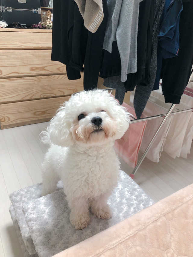 한탭뚝딱 강아지계단 사각형  P-YS001 리뷰 사진