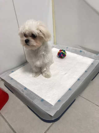 삐랭이님이 올린 리뷰 사진 3