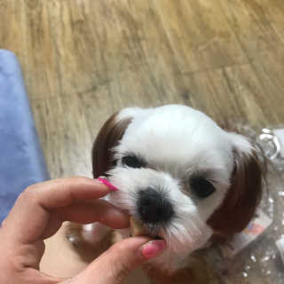 펫츠플레이트 동결건조간식 기호성 테스트 8종 — 4.5점을 준 리뷰어가 2018년 5월 올린 사용 사진