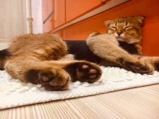 [펫토리아] BEST 고양이두부모래 6L 한삽뚝딱 — 5점을 준 리뷰어가 2019년 1월 올린 사용 사진