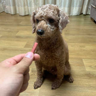 펫토리아 한입뚝딱 국내산 강아지간식 BEST 5종 — 5점을 준 리뷰어가 2019년 5월 올린 사용 사진