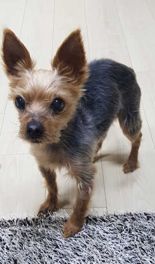 [펫토리아]살균뚝딱 강아지 고양이 살균소독제 탈취제 — 4점을 준 리뷰어가 2019년 10월 올린 사용 사진