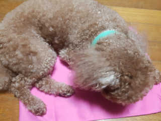 금수니맘님이 올린 리뷰 사진 3