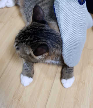 Four paws 리뉴얼 포포즈 매직코트 털 제거 브러쉬 — 5점을 준 리뷰어가 2018년 8월 올린 사용 사진