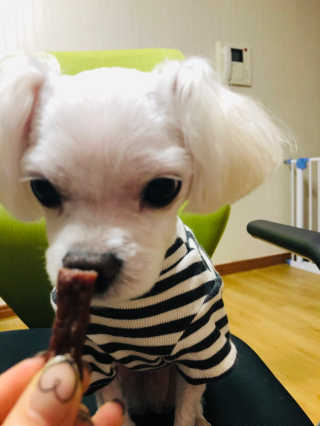 푸디웜 주식회사 [푸디웜] 강아지 저알러지 수제간식 3종세트 — 5점을 준 리뷰어가 2018년 11월 올린 사용 사진