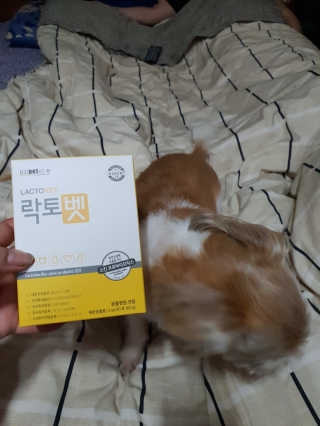 유산균하우스 [프로바이오닉]락토벳 — 3점을 준 리뷰어가 2019년 2월 올린 사용 사진