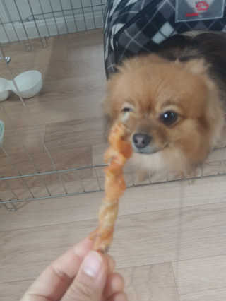[펫토리아] 뚝딱뚝딱 400g 강아지 간식 베스트5종 — 4.5점을 준 리뷰어가 2019년 1월 올린 사용 사진