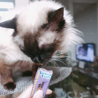 펫토리아 짜먹는 토로토로 고양이 파우치 간식 — 5점을 준 리뷰어가 2019년 6월 올린 사용 사진