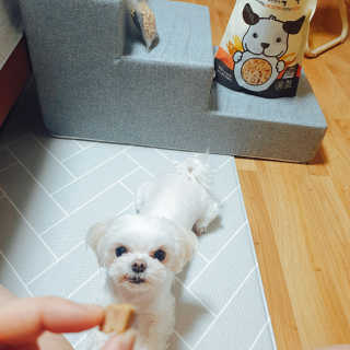 [펫토리아] 맛도 영양도 BEST 한끼뚝딱 강아지 사료 — 4.5점을 준 리뷰어가 2019년 4월 올린 사용 사진