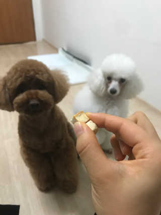 펫츠플레이트 동결건조간식 기호성 테스트 8종 — 5점을 준 리뷰어가 2018년 6월 올린 사용 사진
