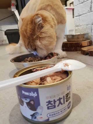 동원 참치킹 고양이 캔 12개입 — 5점을 준 리뷰어가 2018년 10월 올린 사용 사진