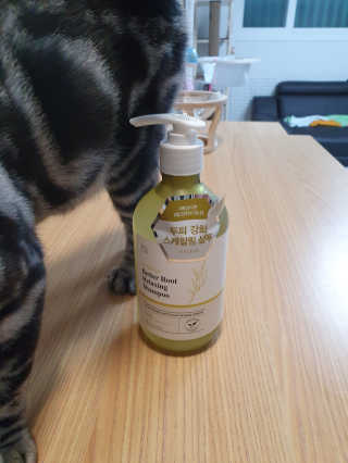 달리프 클로렐라 베러 루트 릴렉싱 샴푸 500ml — 5점을 준 리뷰어가 2019년 11월 올린 사용 사진