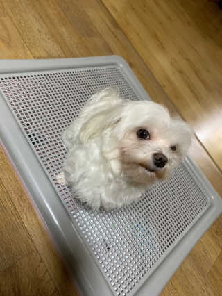 [펫토리아] 한판뚝딱 강아지 배변판 실속형,초대형 — 3점을 준 리뷰어가 2019년 5월 올린 사용 사진