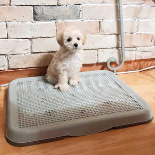 [펫토리아] 한판뚝딱 강아지 배변판 실속형,초대형 — 5점을 준 리뷰어가 2019년 6월 올린 사용 사진